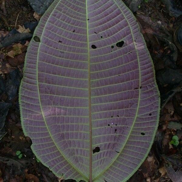 Miconia calvescens ᱥᱟᱠᱟᱢ