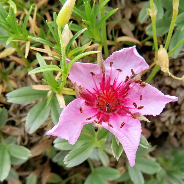 Potentilla nitida Λουλούδι