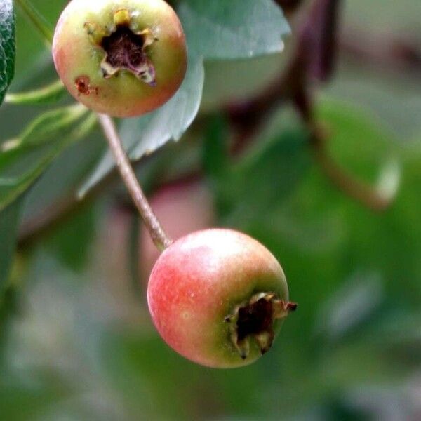 Crataegus azarolus Fruit