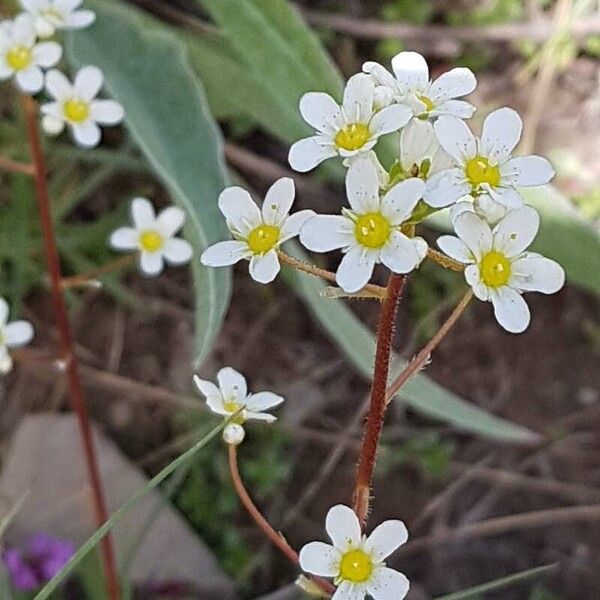 Saxifraga paniculata 花