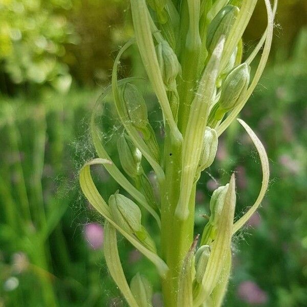 Himantoglossum hircinum Sonstige