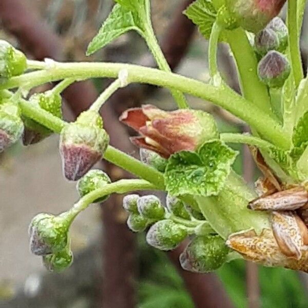 Ribes nigrum Flower