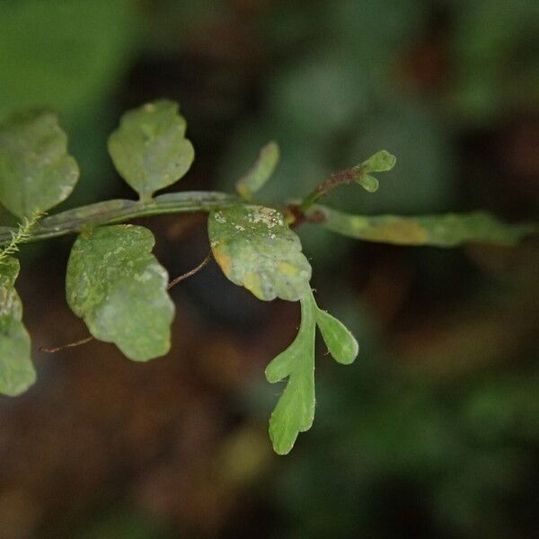 Asplenium barteri Blatt