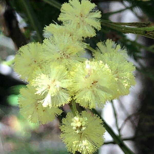 Acacia decurrens Flower