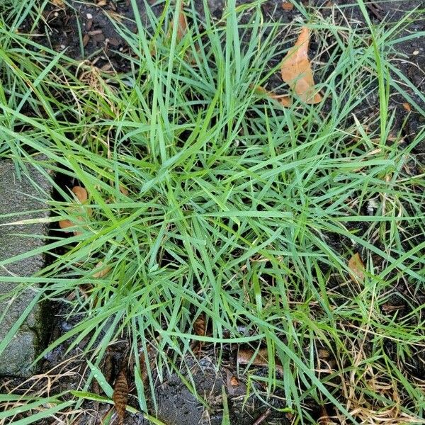 Zoysia japonica Blad