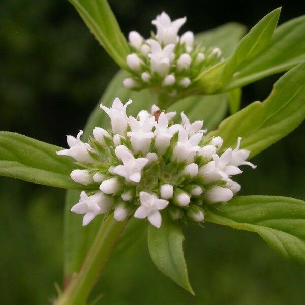 Spermacoce glabra Bloem