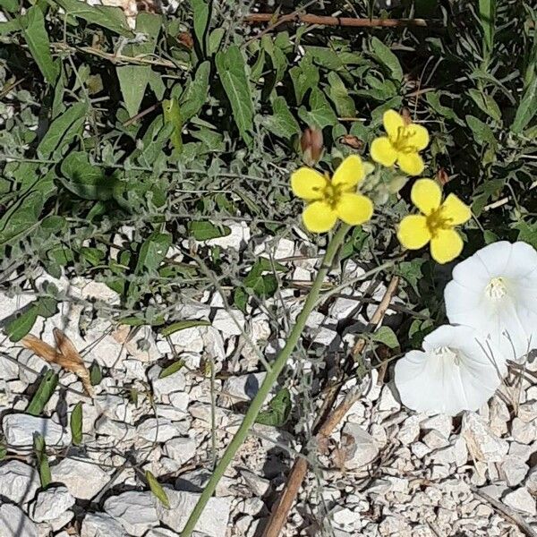 Diplotaxis tenuifolia Flors