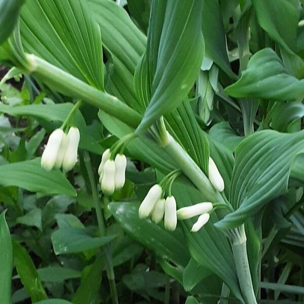 Polygonatum odoratum Blüte