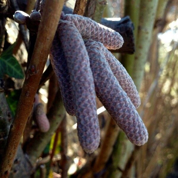 Alnus glutinosa Blomst