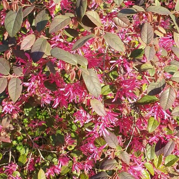 Loropetalum chinense Bloem