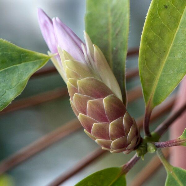 Rhododendron westlandii