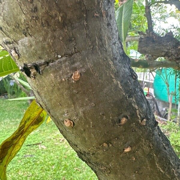 Plumeria obtusa പുറംതൊലി