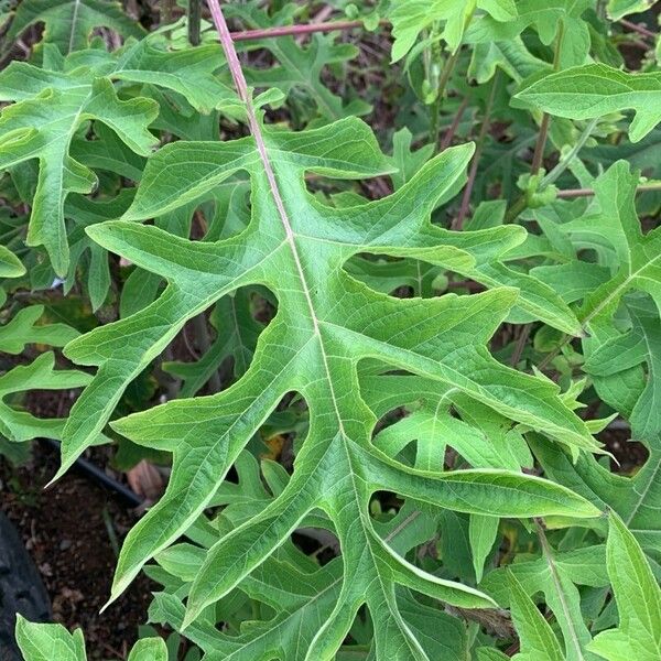 Montanoa bipinnatifida Folha