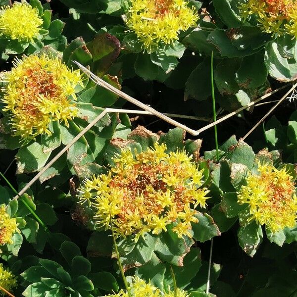 Rhodiola rosea Õis