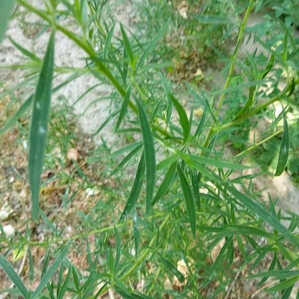 Atriplex littoralis Hostoa