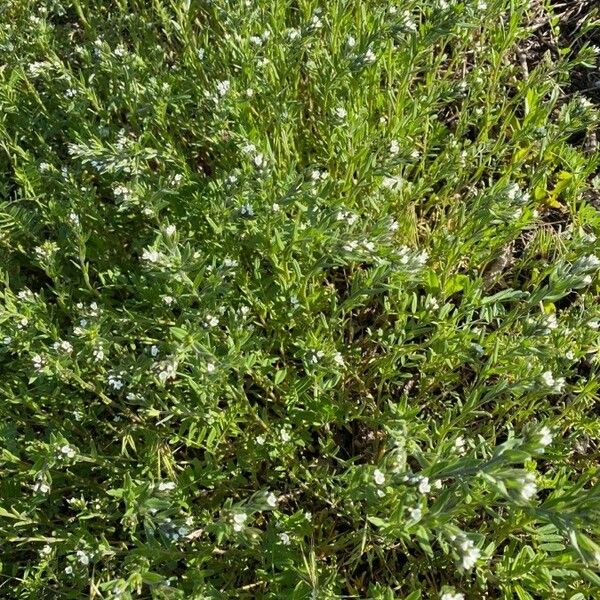 Buglossoides arvensis Habit