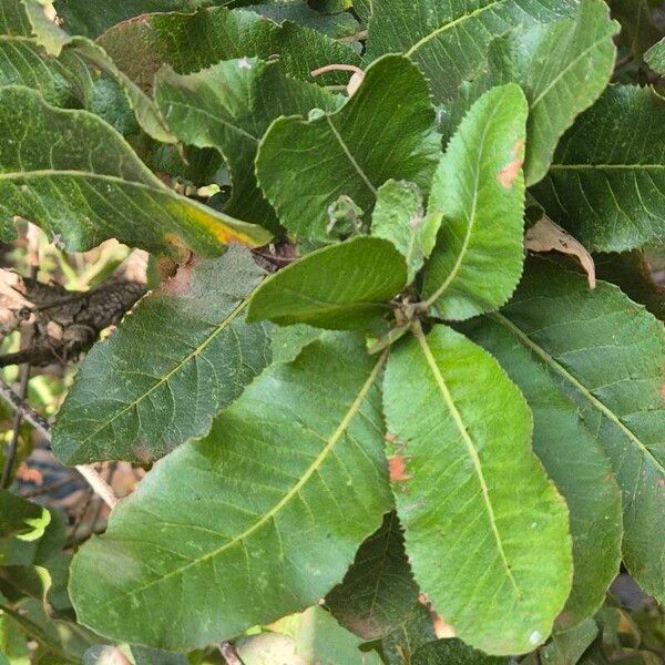 Pappea capensis Hoja