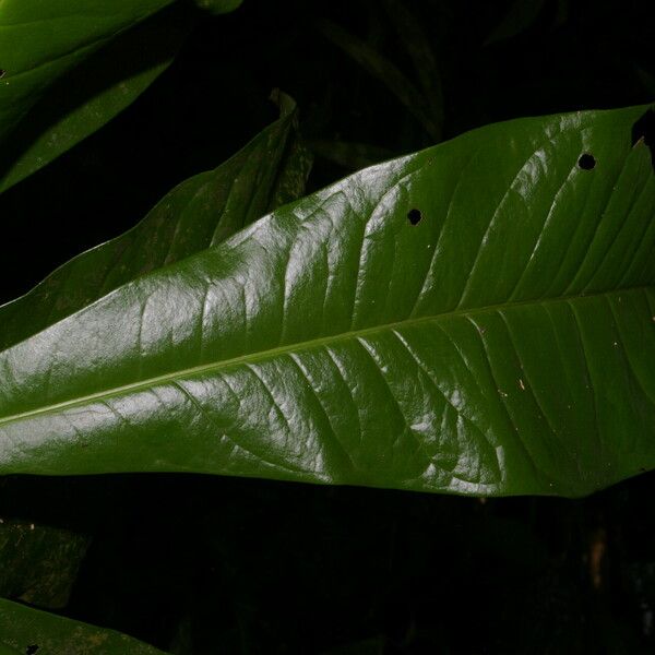 Clavija costaricana Leaf