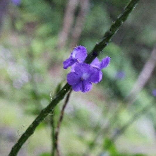 Stachytarpheta urticifolia Flower