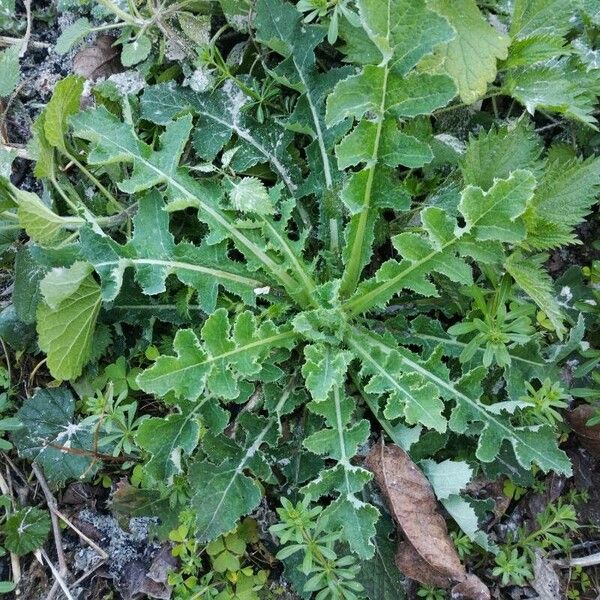 Sonchus asper Habit