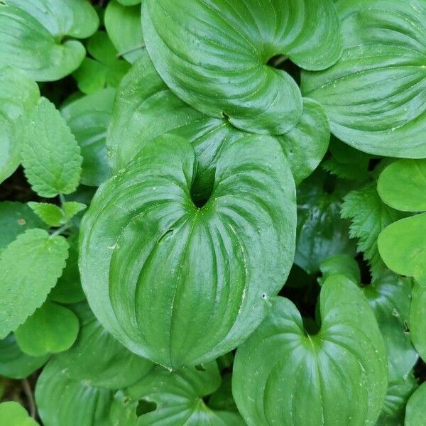 Maianthemum dilatatum ᱥᱟᱠᱟᱢ