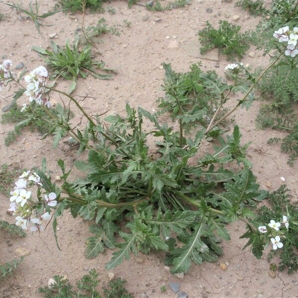 Diplotaxis erucoides Habit