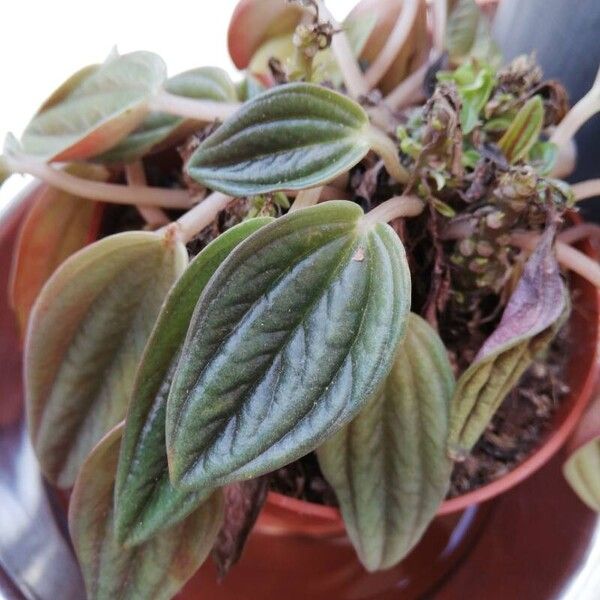 Peperomia caperata 葉