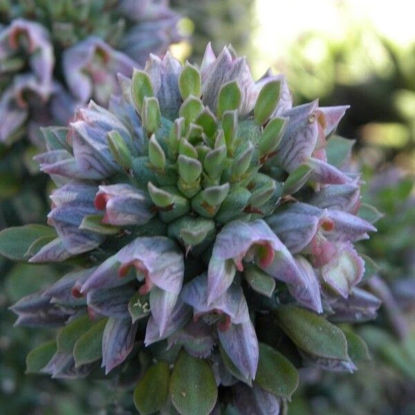 Euphorbia guentheri Flor