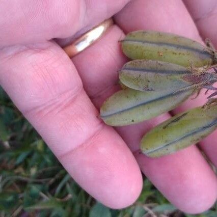 Crotalaria retusa Φρούτο