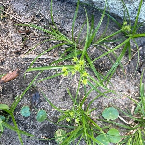 Cyperus eragrostis Fuelha