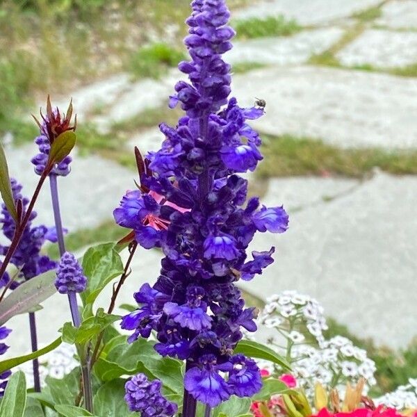 Salvia farinacea Žiedas