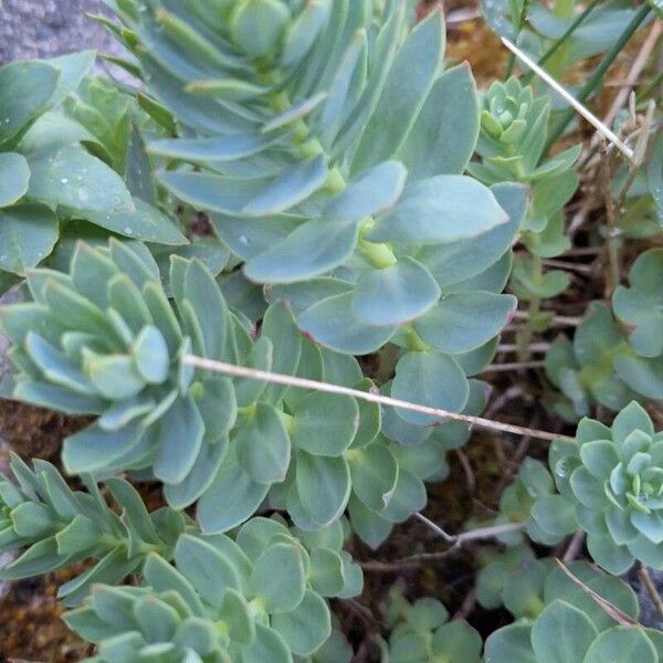 Rhodiola rosea Hoja