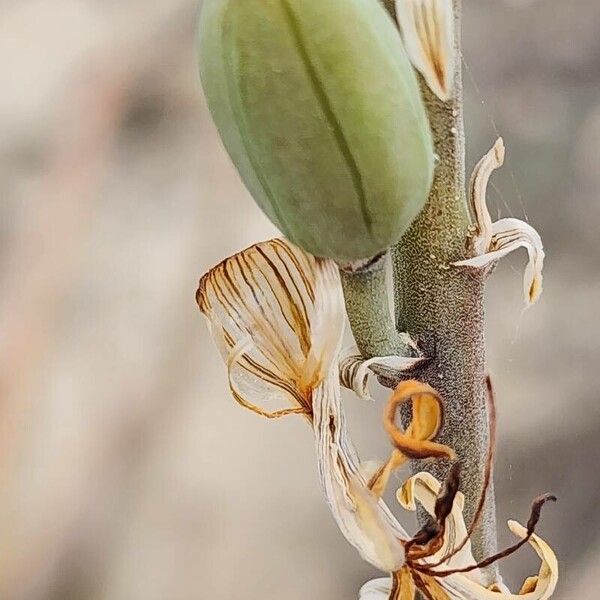 Aloe officinalis Ovoce