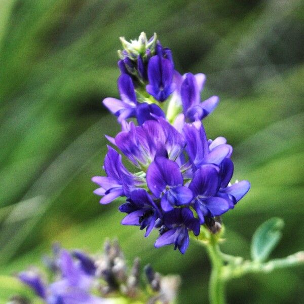 Medicago sativa Кветка