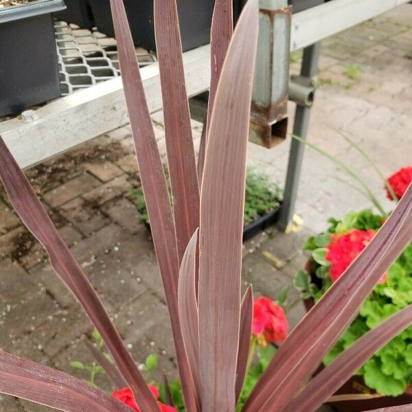 Phormium tenax Лист