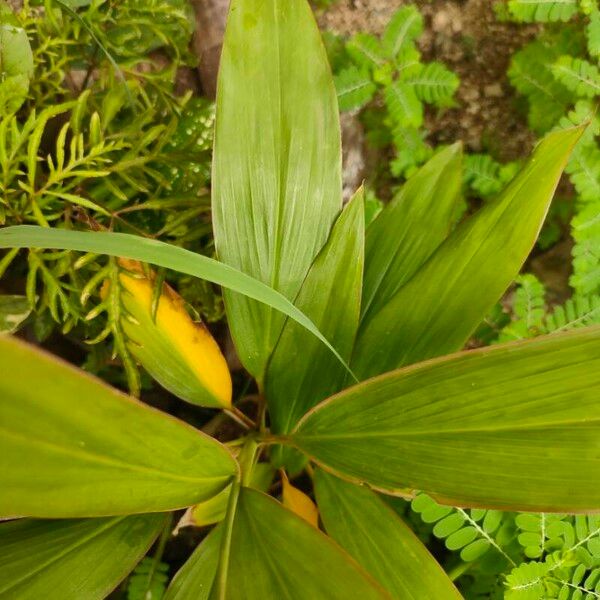 Curcuma longa Liść