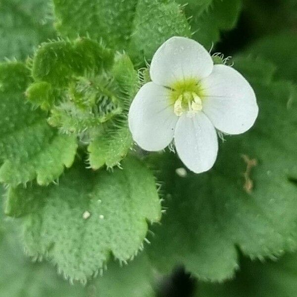 Veronica cymbalaria Çiçek