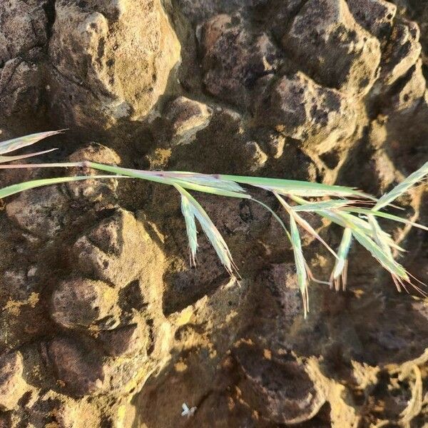 Hyparrhenia filipendula Kwiat