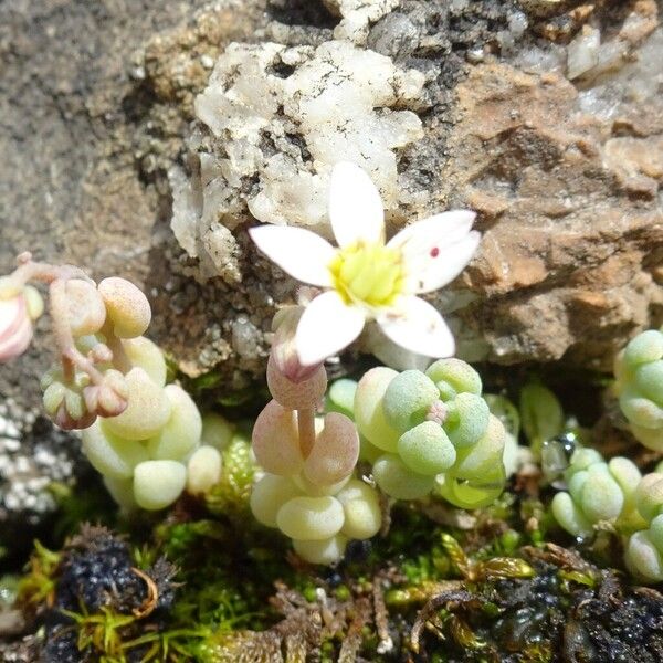 Sedum dasyphyllum Kukka