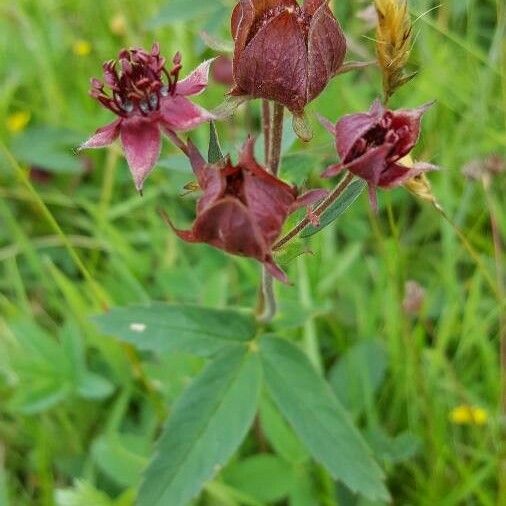 Comarum palustre Habit