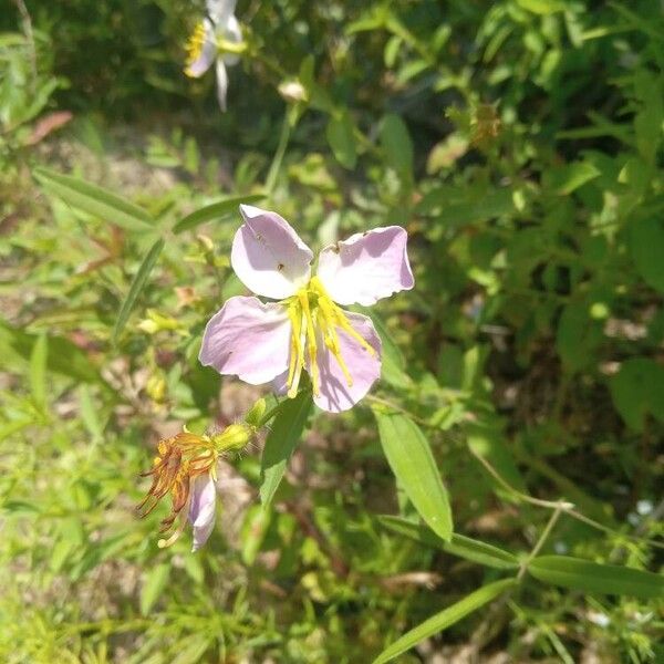 Rhexia mariana Flower