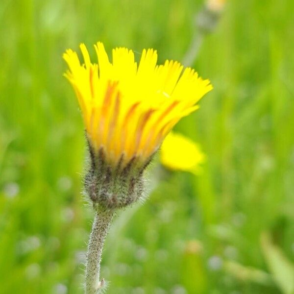 Pilosella officinarum Floare