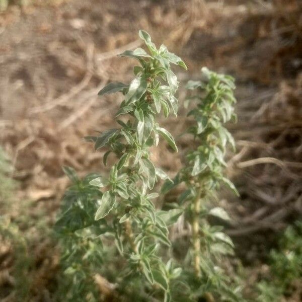 Amaranthus blitoides Blad