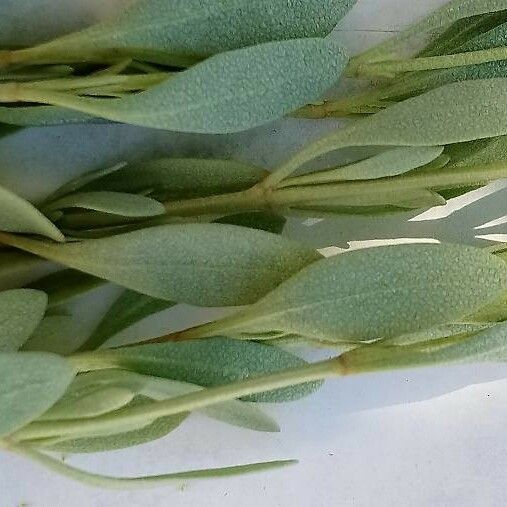 Atriplex portulacoides Blad