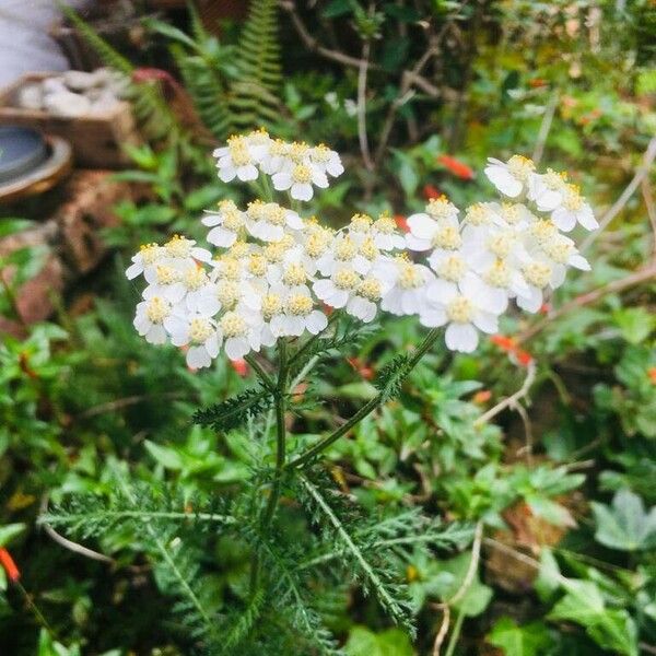 Achillea nobilis 花