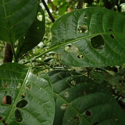 Psychotria alatipes Foglia