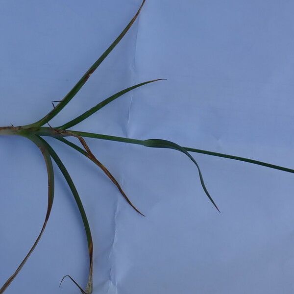 Carex distans Habitus