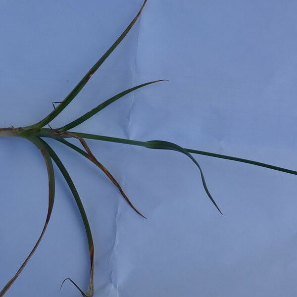 Carex distans Habit