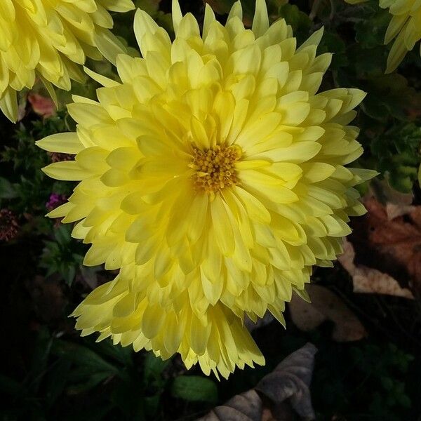 Callistephus chinensis Flor