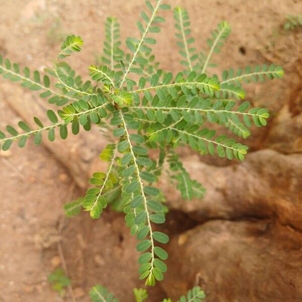 Phyllanthus amarus 葉